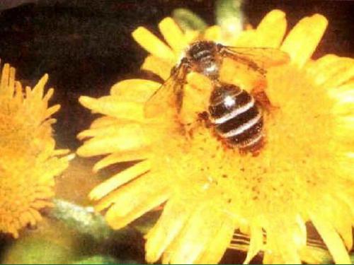 八年级生物上册 第五单元 第二章 第二节《先天性行为和学习行为》课件2 (新版)新人教版