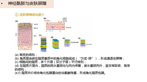 神经酰胺与皮肤屏障