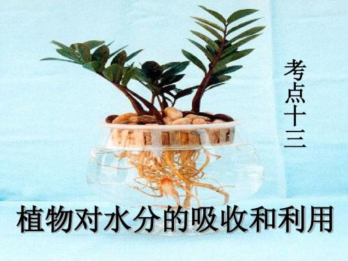 高考生物高三生物复习-  植物对水分的吸收和利用