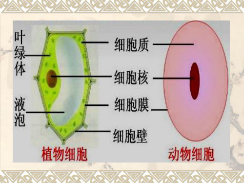 人教版七年级上册初中生物第二单元《细胞的生活》(优课)课件