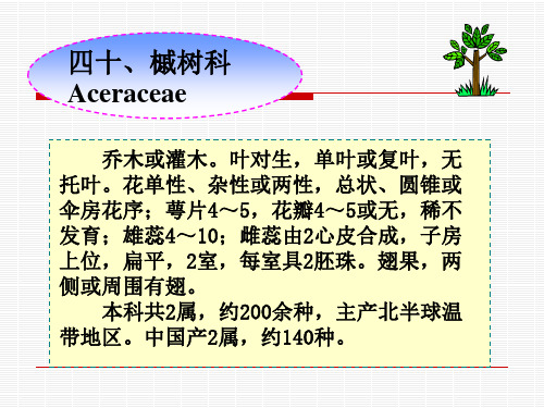 第十九章 无患子目-槭树科