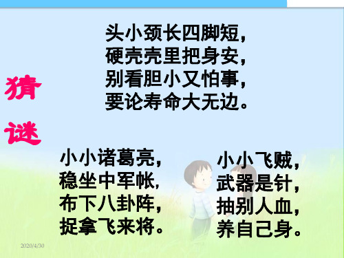 最新人教版初中七年级初一语文上册人教版第23课绿色蝈蝈精品课件