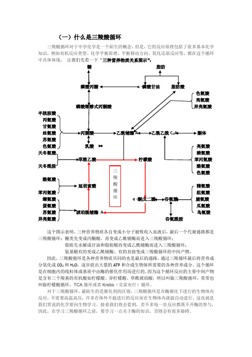 什么是三羧酸循环