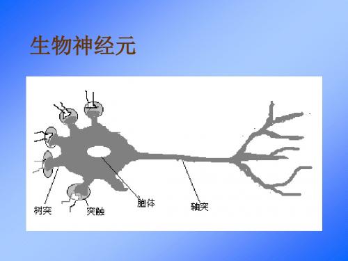 生物神经元资料