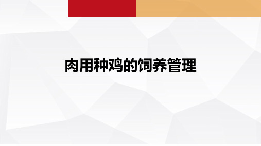 肉用种鸡的饲养管理课件(共15张PPT)《禽生产》