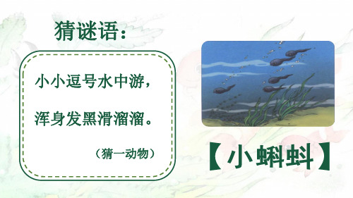 (最新)24年秋统编二年级语文上册1 小蝌蚪找妈妈 第一课时【精品课件】