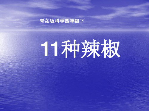 11种辣椒