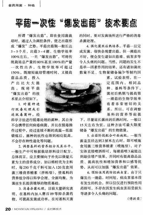 平菇一次性“爆发出菇”技术要点