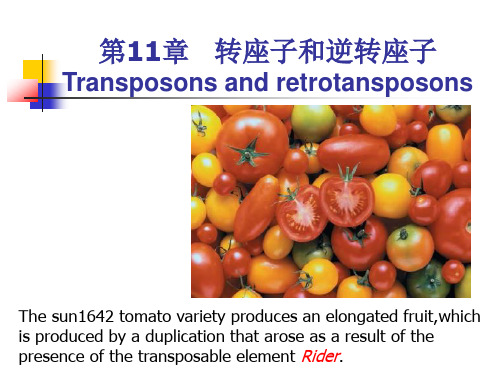 11第11章转座子和逆转座子