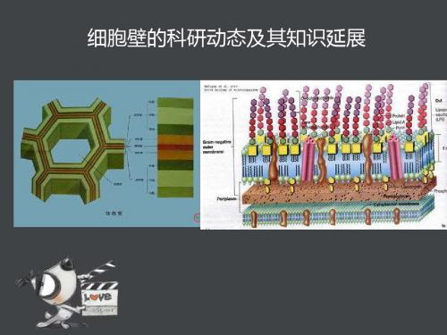 植物学细胞壁的研究ppt