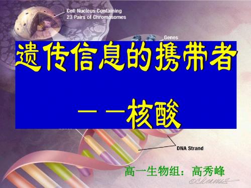 人教版教学课件遗传信息的携带者——核酸