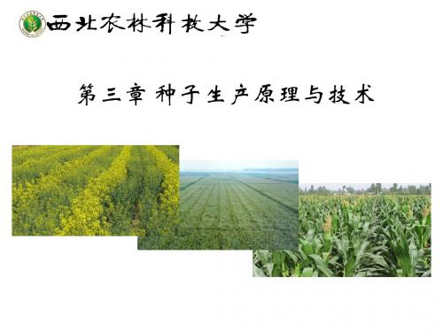 种子学chapter3 种子生产原理与技术