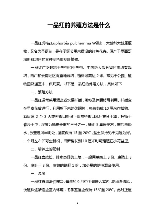 一品红的养殖方法是什么