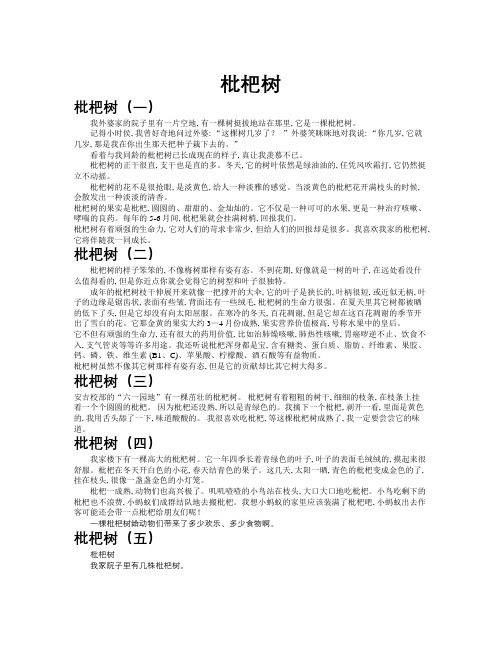 枇杷树作文共九篇