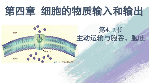 高中生物第一册 4 2 主动运输