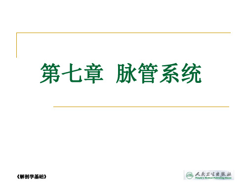 人体解剖与组织胚胎学 第七章脉管系统