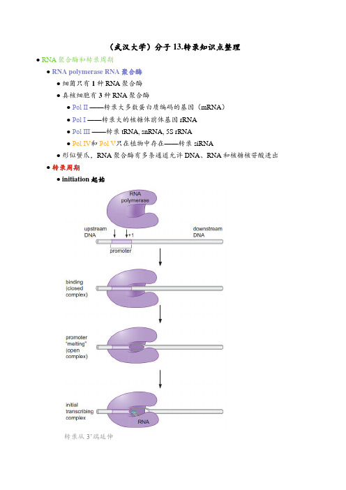 (武汉大学)分子13.转录知识点整理