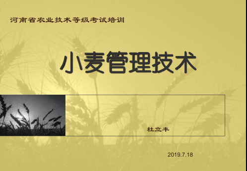 小麦管理技术(技术培训) 共55页PPT资料