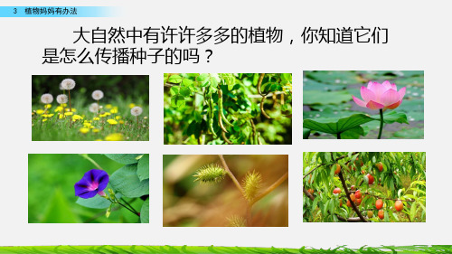 部编版二年级语文上册《植物妈妈有办法》优质PPT课件