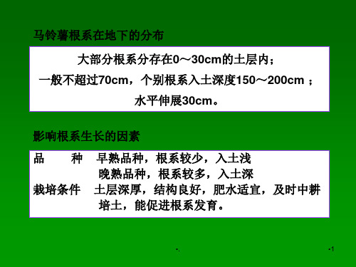 马铃薯的形态特征优秀课件