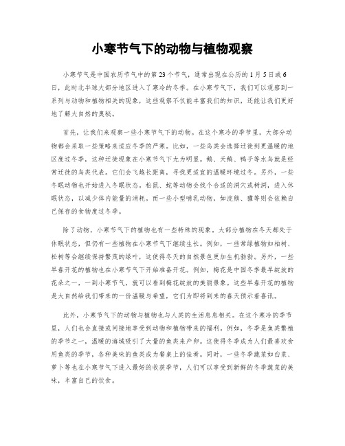 小寒节气下的动物与植物观察