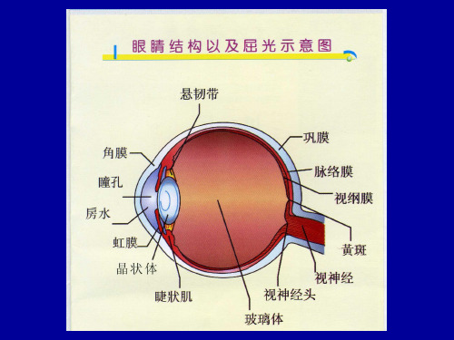 眼球的解剖生理ppt课件