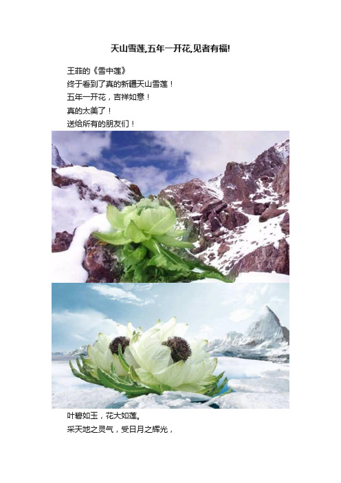 天山雪莲,五年一开花,见者有福!