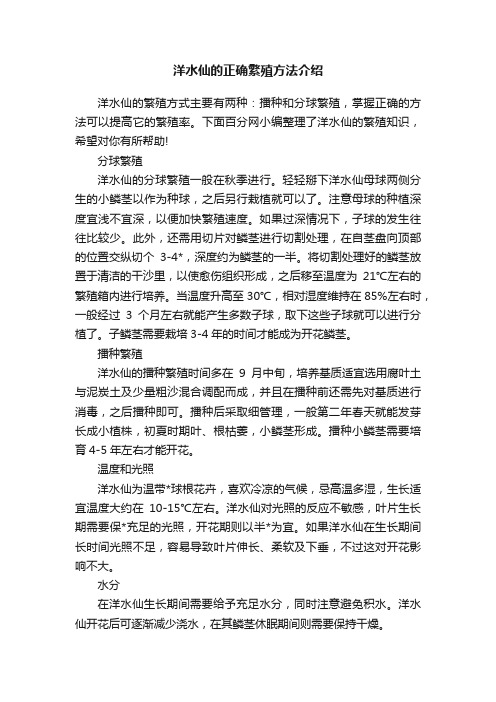 洋水仙的正确繁殖方法介绍