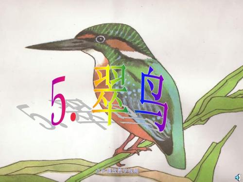 翠鸟课文