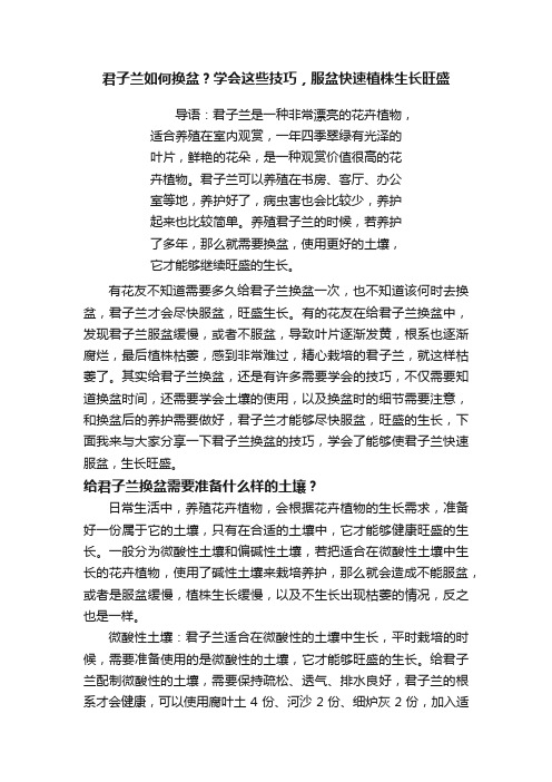 君子兰如何换盆？学会这些技巧，服盆快速植株生长旺盛