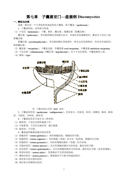 子囊菌亚门盘菌纲Discomycetes