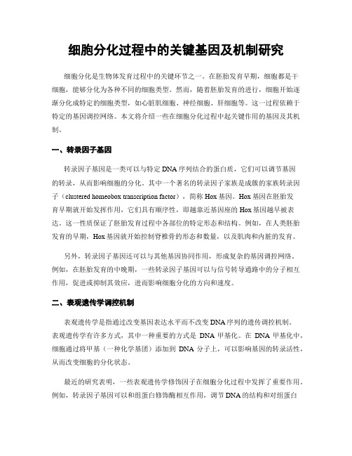 细胞分化过程中的关键基因及机制研究