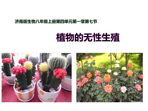 济南版八年级生物上册4.1.7《植物的无性生殖》课件(精品)