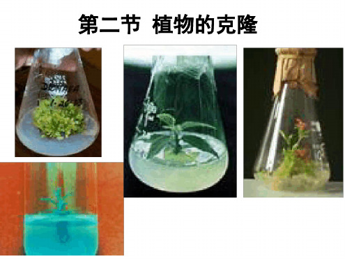 浙科版高中生物选修3第2章第2节植物的克隆 共56张