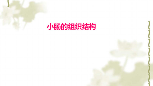 小肠的组织结构ppt课件