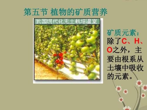 高中生物植物的矿质营养课件 旧人教 必修1