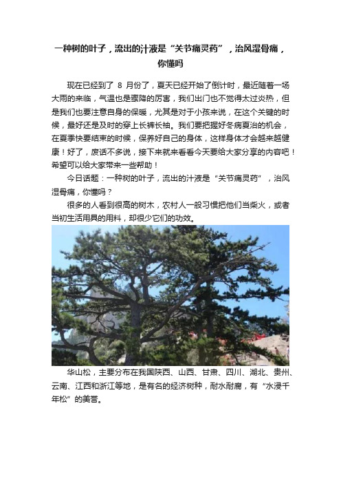 一种树的叶子，流出的汁液是“关节痛灵药”，治风湿骨痛，你懂吗