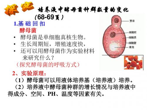 探究培养液中酵母菌种群数量的动态变化上课-文档资料