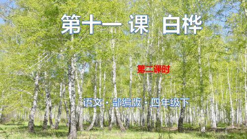 统编版四年级下册语文第三单元：第十一课白桦第二课时(共24页)课件