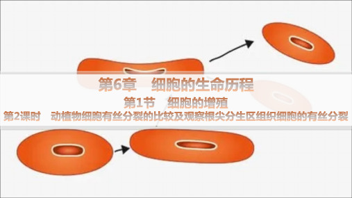 人教版高中生物学必修1精品课件 第6章 动植物细胞有丝分裂的比较及观察根尖分生区组织细胞的有丝分裂