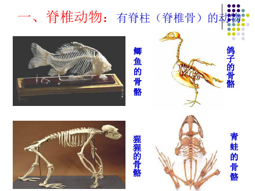 第二节脊椎动物的主要类群