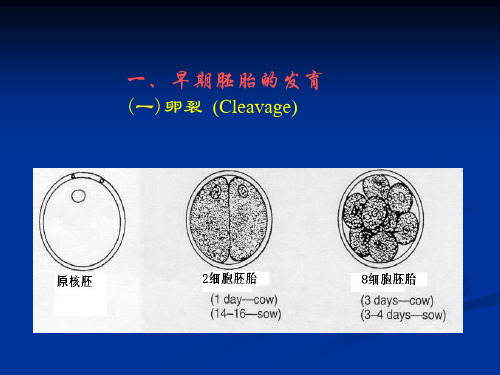 家畜繁殖学课件第五章受精、妊娠与分娩5PPT精品文档37页