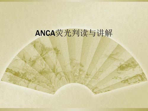 ANCA荧光判读与讲解