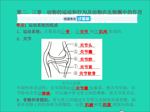 中考生物总复习第五单元生物圈中的其他生物第二_三章课件【精品】