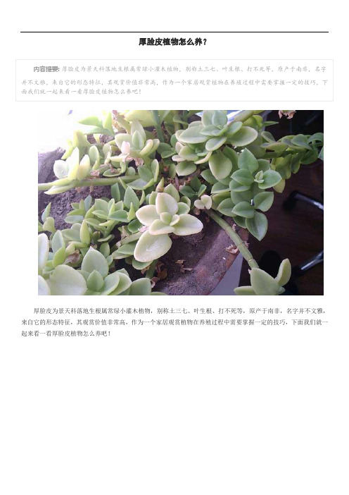 厚脸皮植物怎么养