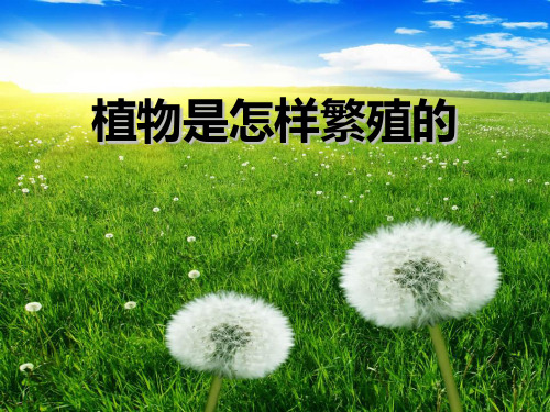 (六上)科学优秀课件-1.4 植物是怎样繁殖 人教版 PPT(26页)