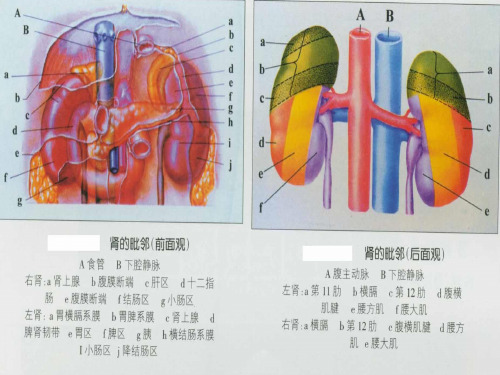 泌尿系统疾病学习内容 第一节 肾小球肾炎 第二节 肾盂肾炎.ppt