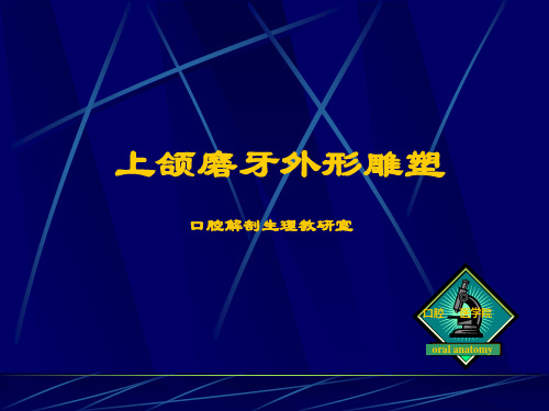 实验四上颌磨牙外形雕塑