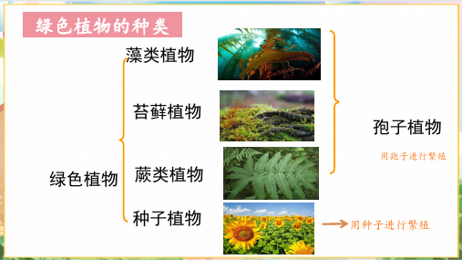 2.1.1  藻类、苔藓植物和蕨类植物  课件-2024-2025学年人教版生物七年级上册(1)