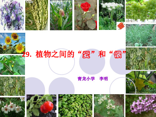 《植物之间的爱和恨PPT课件》